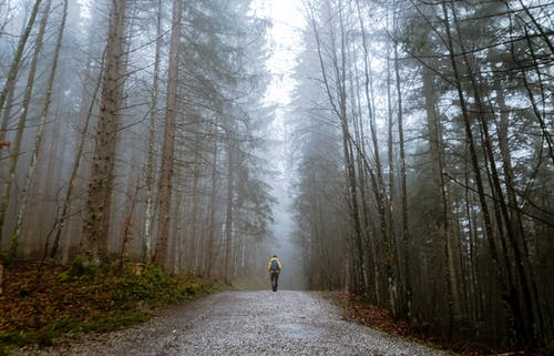 man walking through woods in early morning
